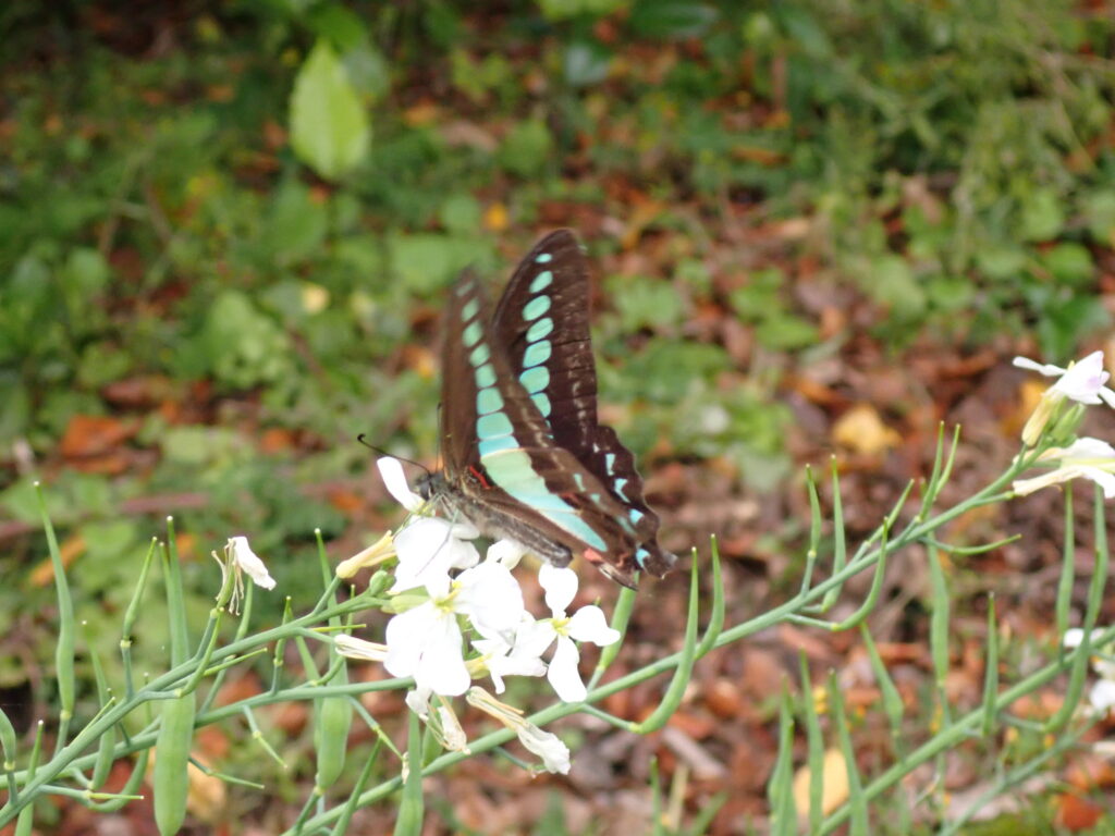 アオスジアゲハ しこちゅーまっぷ