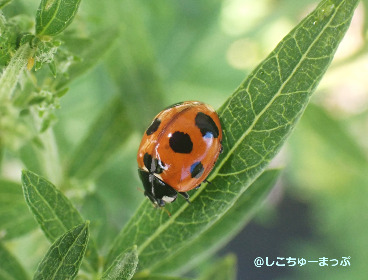 ナナホシテントウ しこちゅーまっぷ