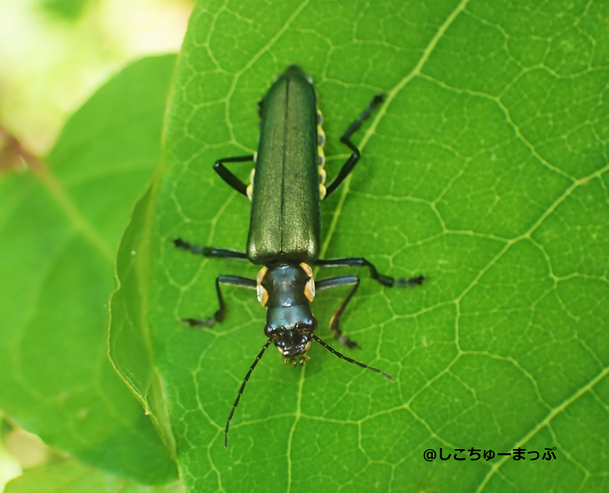 クロハナムグリ しこちゅーまっぷ