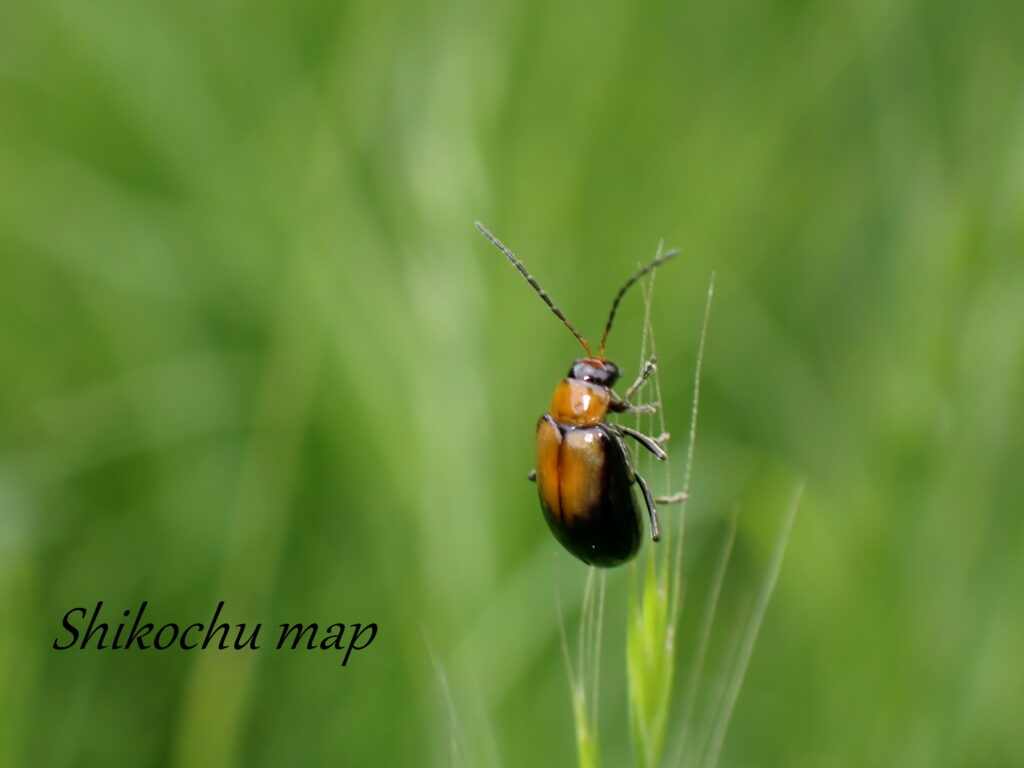 ウリハムシモドキ しこちゅーまっぷ ウリハムシモドキ しこちゅーまっぷ