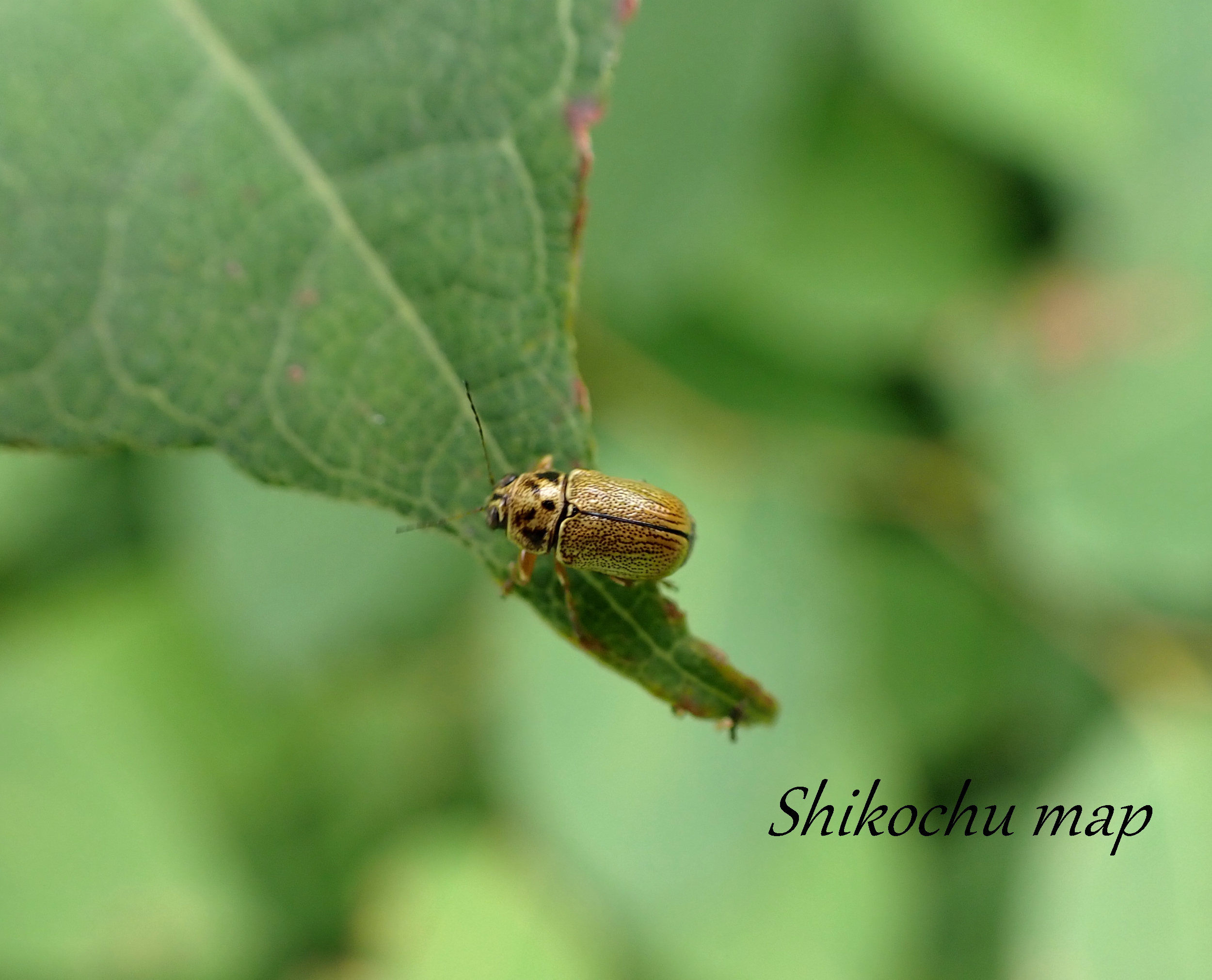 クロハナムグリ しこちゅーまっぷ