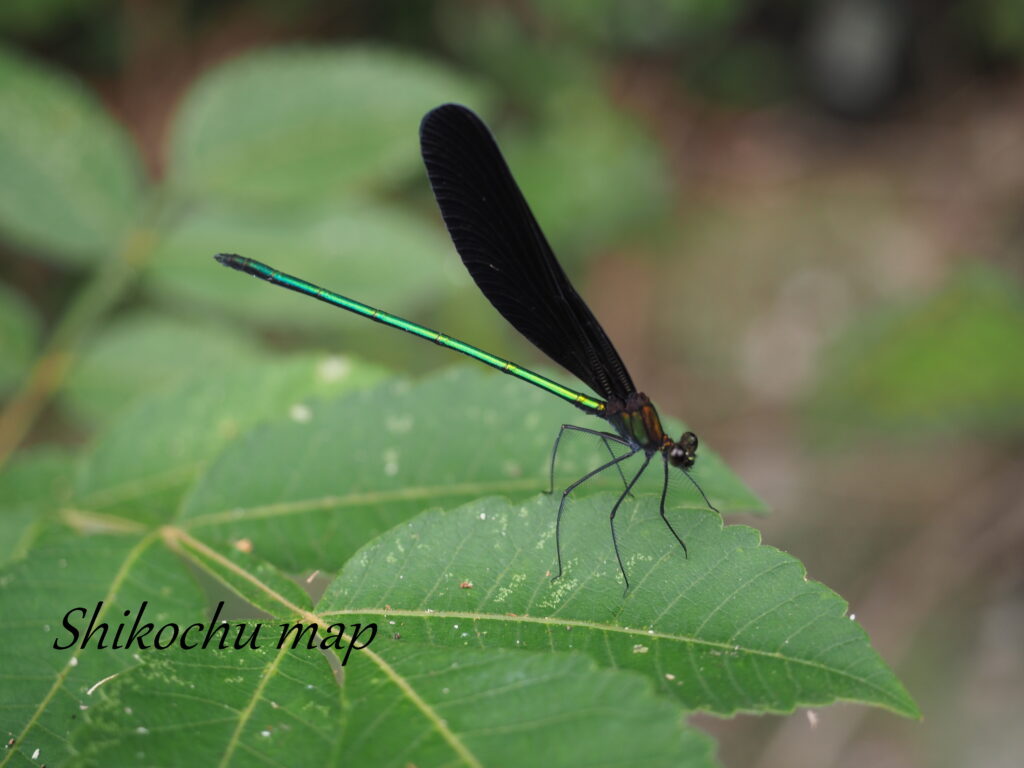 ハグロトンボ しこちゅーまっぷ