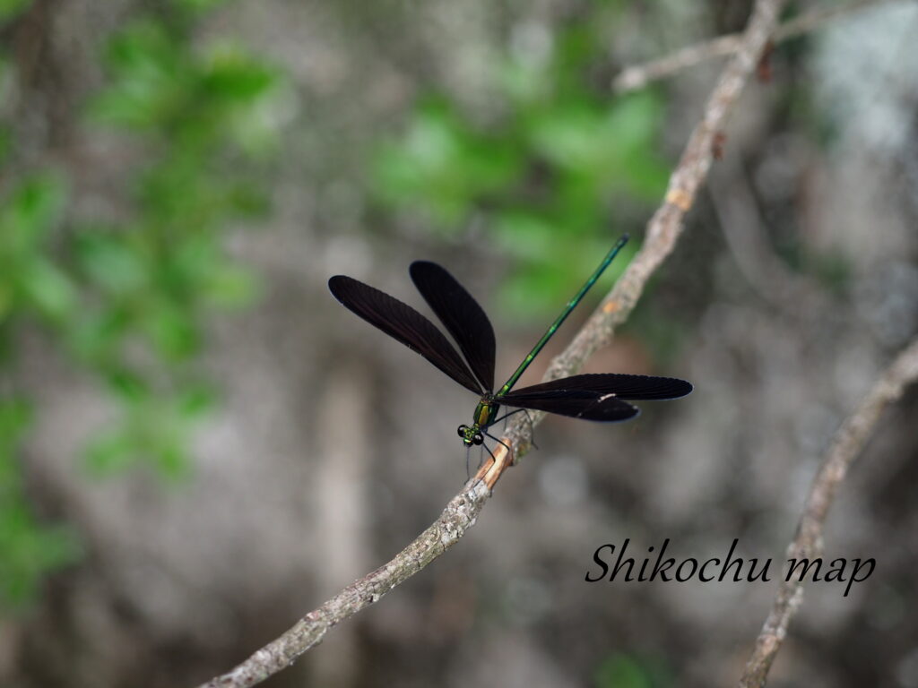 ハグロトンボ しこちゅーまっぷ
