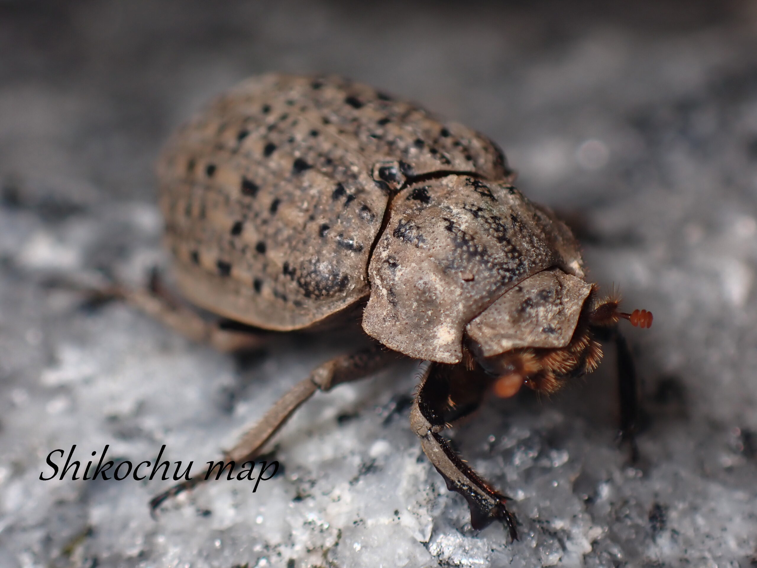 コブスジコガネの一種 しこちゅーまっぷ