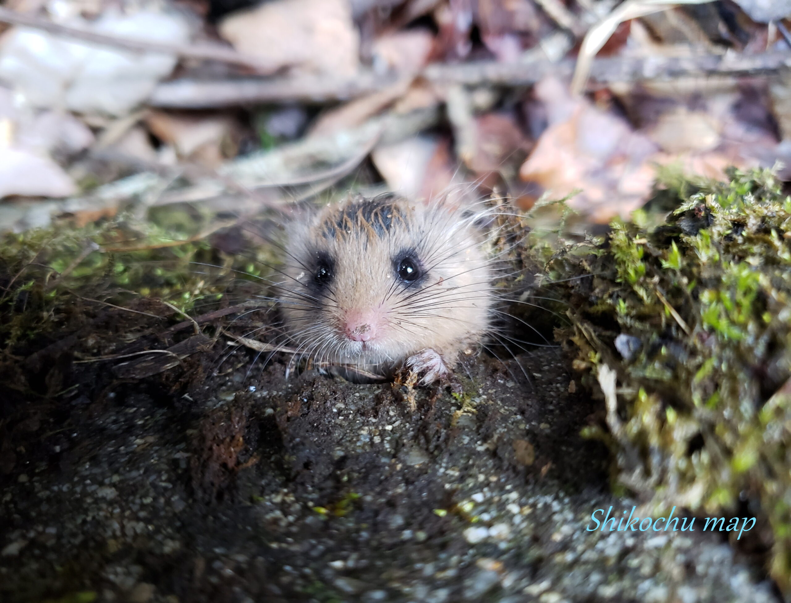 ヤマネ(ニホンヤマネ) » しこちゅーライフ~四国中央市での暮らし・注文住宅・節約術を伝えるブログ